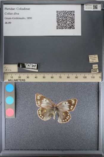 Media type: image;   Entomology 193796